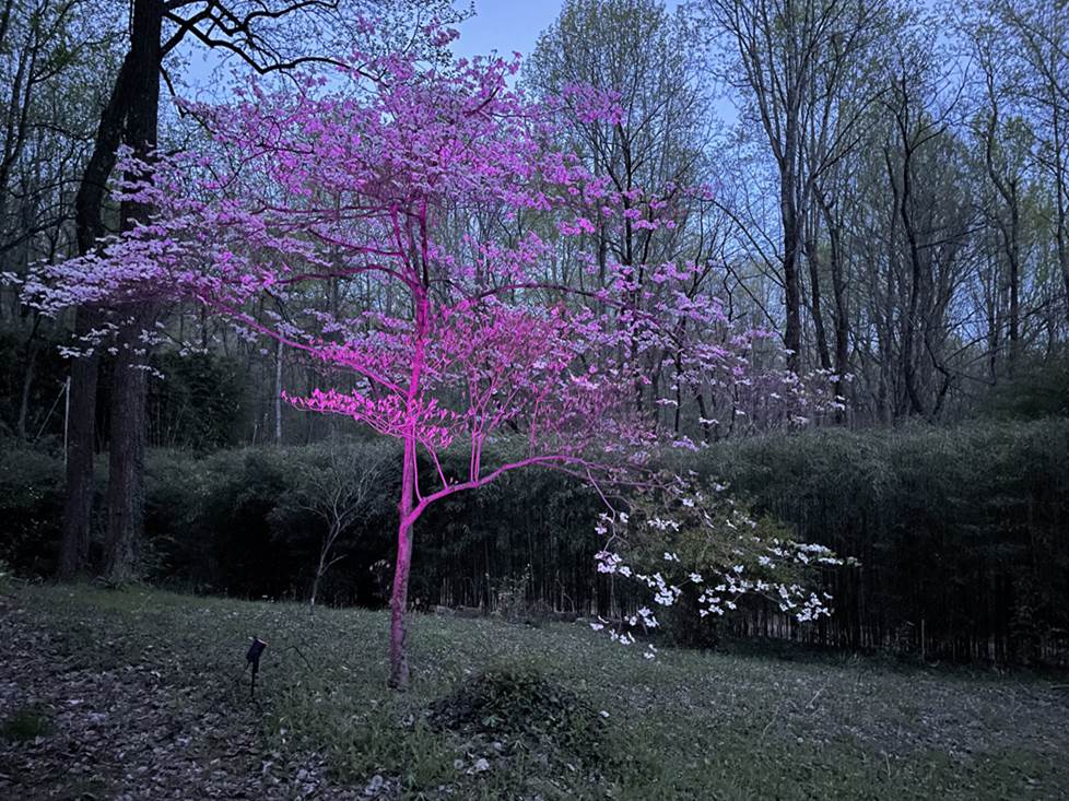 Philips Hue Lily outdoor spotlight
